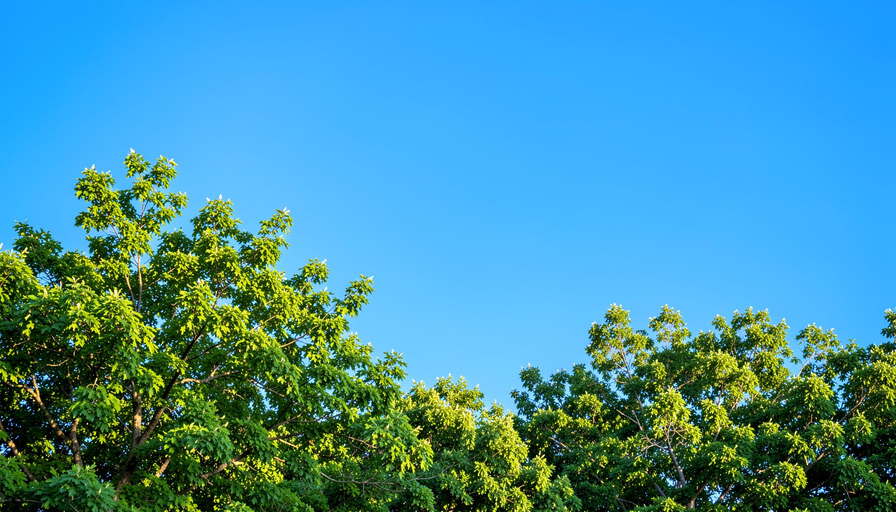 A wide landscape photograph of a clear blue sky over a green tree canopy in the Research Triangle region, with soft morning light filtering through the leaves, conveying freshness and clean air.